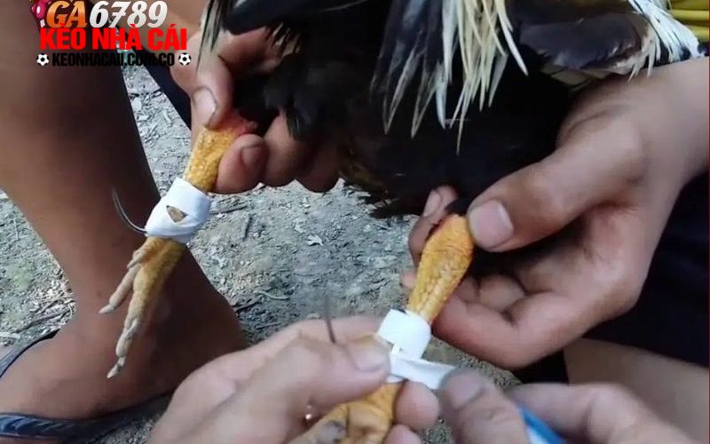 GA6789 3 Nhiều hình thức đá gà thú vị